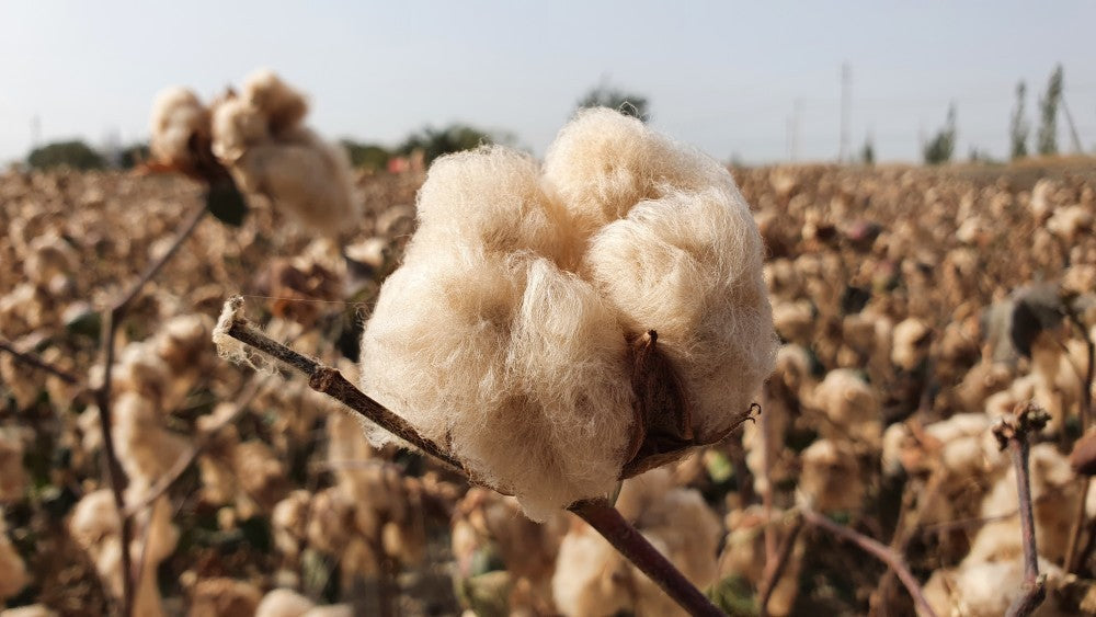 Naravno obarvan bombaž: Mehak in trajnosten